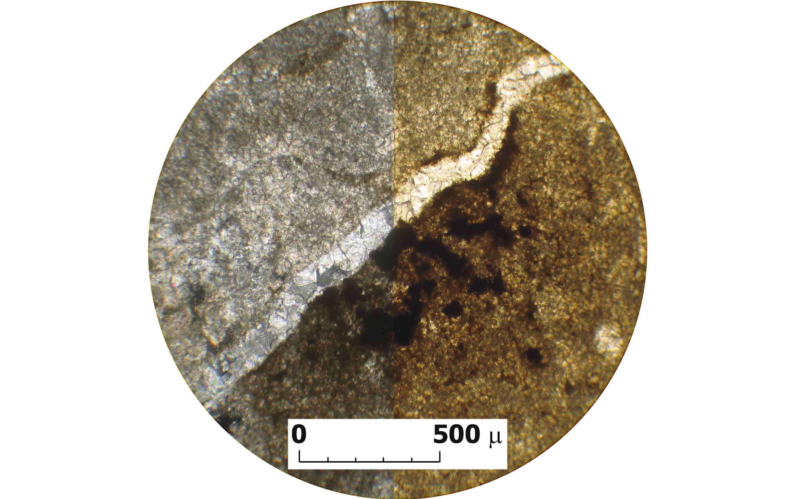 Imagen microscopio